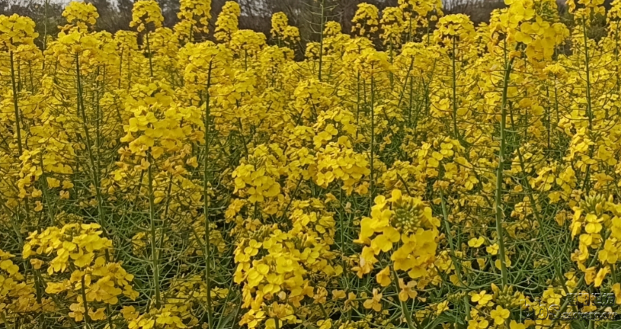 油菜花