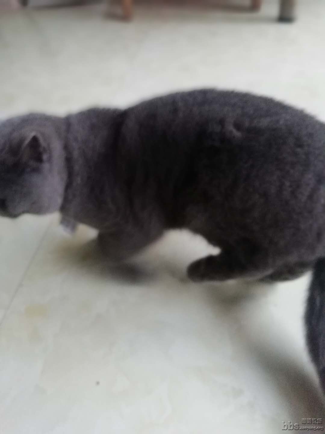 被莎莎咬伤了后腿狼狈不堪