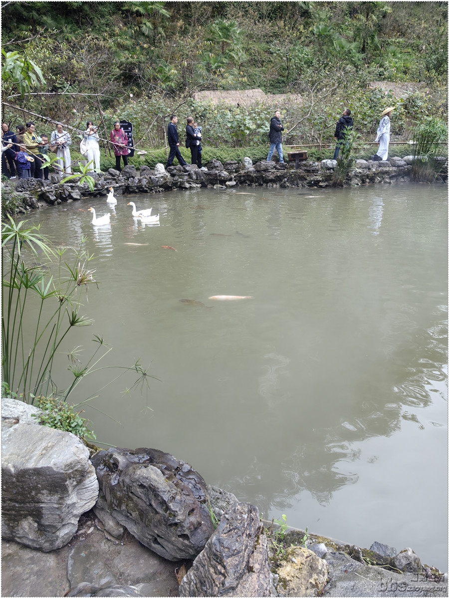 白鹅和水下色彩各一的大锦鲤悠闲地在池中静静地游弋